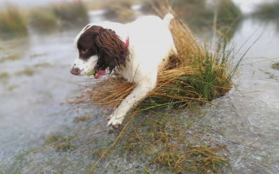 spaniel on ice spaniel on ice