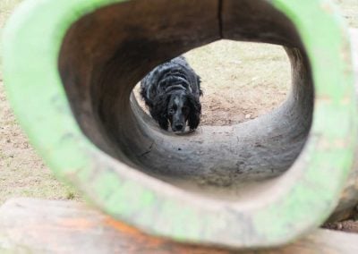 dog peeking