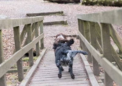 dogs corssing wooden bridge