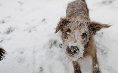 dog hidden in snow