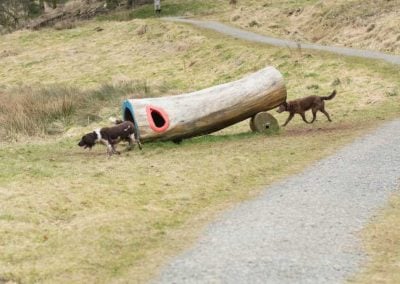 dogs smelling hollow log