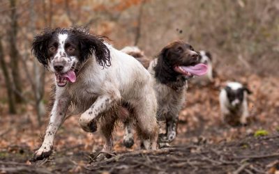 springer spaniel running to camera