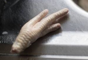 denailed chicken foot