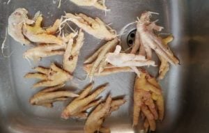 raw chicken fet