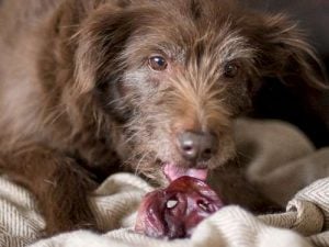 dog eating dried pig snout