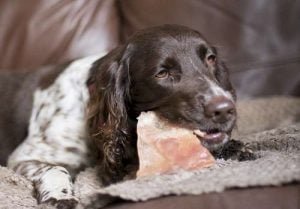 dog eating dehydrateed pig skin