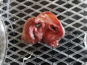 dehdrated pig snout