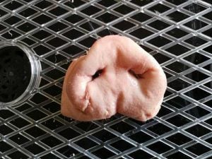 pig snout