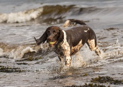 big wave approaching dog