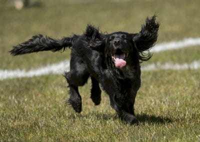 Happy cocker spaniel