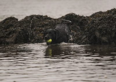 dog on rocks