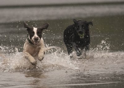 springer spaniel and Labrador running in water