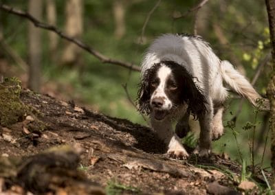 spaniel in the woods