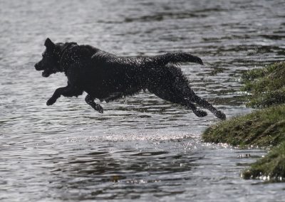 Labrador leaping into water