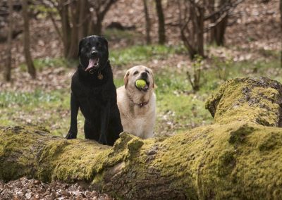 Black and yellow labradors