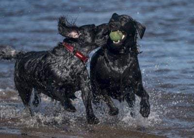 Dogs running in river