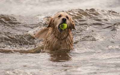 Elsa in the River Clyde dog in river clyde