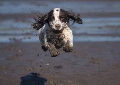 jumping dog