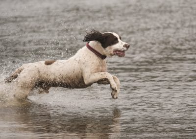 springer spaniel running into river