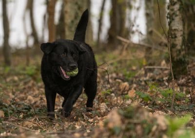 labrador in woods