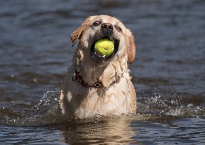 big yellow Labrador with ball