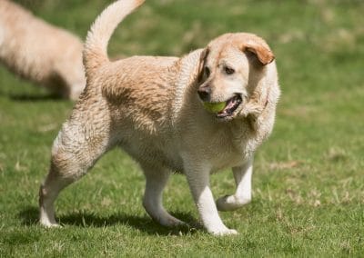 happy big yellow labrador
