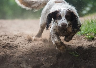 english springer spaniel running with ball