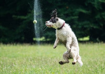 action shot of dog jumping for ball