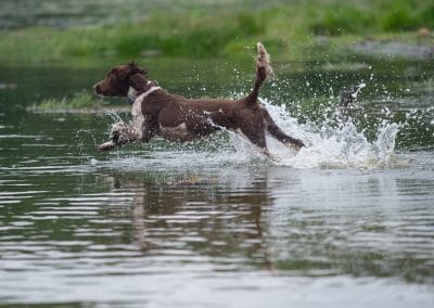 springer running in water