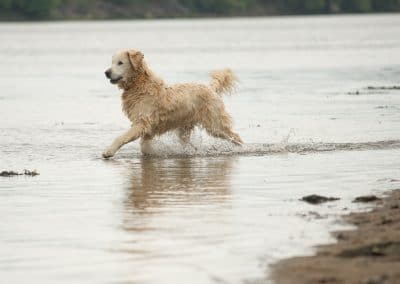 golden retriever walking into water