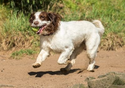 happy english springer spaniel