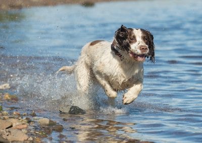 springer spaniel running in summer