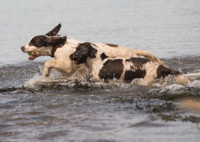 english springer spaniels in water