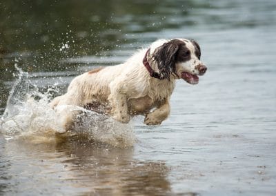 action shot of springer spaniel