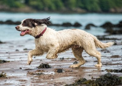 english springer running