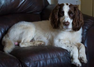 dog lying on sofa