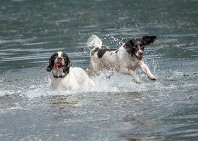 dogs jumping in water