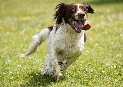 happy springer