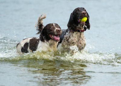 spaniels in water