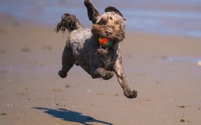 Ella happy cockapoo