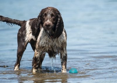 springer standing in water