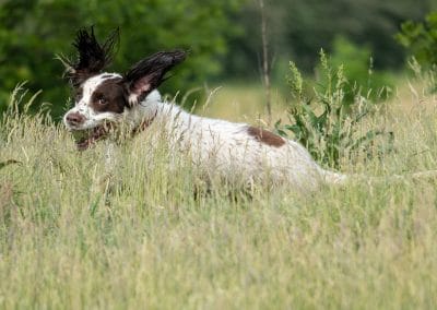 sprigner in tall grass