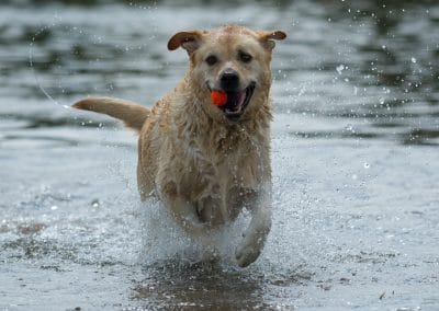 happy Labrador with ball