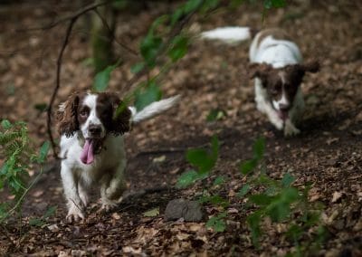springer spaniels on woodland floor