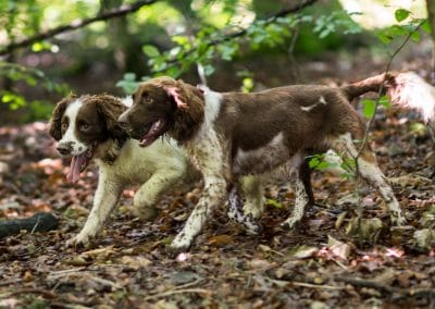Springer spaniels in woods