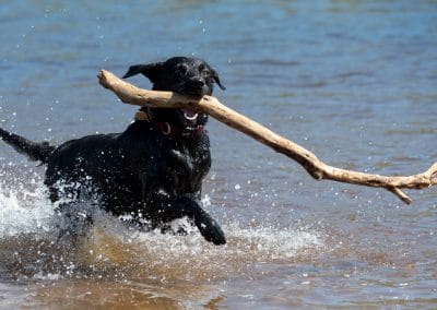 dog with big stick