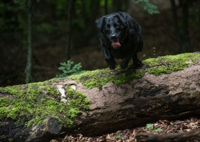 dog jumping over a fallen tree