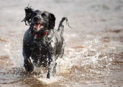 Happy dog in water