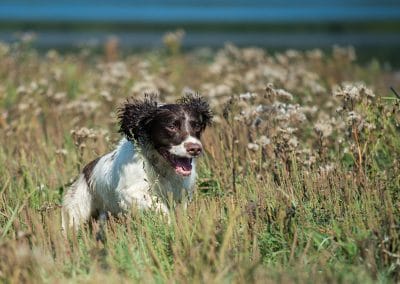 Dog running in long grass