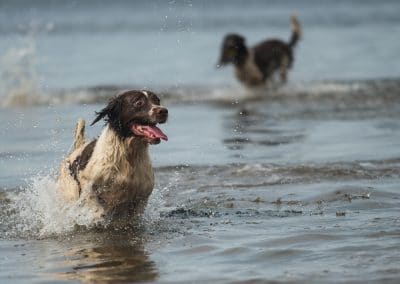 dog in water on sunny day